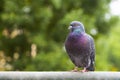 Dove grey is sitting on the crossbar.