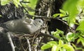 Dove hatches eggs in the nest.