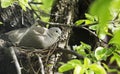 Dove hatches eggs in the nest