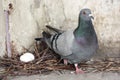 Dove hatching eggs. Photo