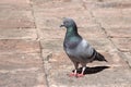 Gray dove with beautiful eye, queretaro, mexico. I