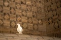 The dove at Ismail Samani Mausoleum or Samanid Mausoleum Royalty Free Stock Photo