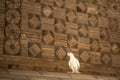 The dove at Ismail Samani Mausoleum or Samanid Mausoleum Royalty Free Stock Photo