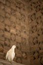 The dove at Ismail Samani Mausoleum or Samanid Mausoleum Royalty Free Stock Photo