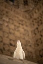 The dove at Ismail Samani Mausoleum or Samanid Mausoleum Royalty Free Stock Photo