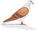 Dove isolated on the white