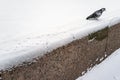 Dove left footprints in the snow in the form of a walkway