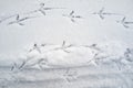 Dove left footprints in the snow in the form of a walkway