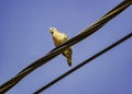 Dove on light wire with blue sky in background Royalty Free Stock Photo