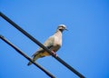 Dove on light wire with blue sky in background Royalty Free Stock Photo