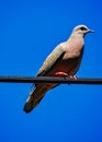 Dove on light wire with blue sky in background Royalty Free Stock Photo