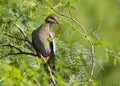 Dove in a mesquite