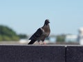 A dove near the Delaware river in Philadelphia Royalty Free Stock Photo