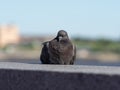 A dove near the Delaware river in Philadelphia Royalty Free Stock Photo