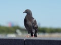 A dove near the Delaware river in Philadelphia Royalty Free Stock Photo