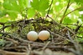 Nature\'s Haven: Dove Nest with White Eggs Amidst Vineyard\'s Splendor Royalty Free Stock Photo