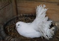 Dove in the nest Royalty Free Stock Photo