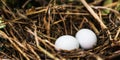 Dove nest with two unhatched eggs in it Royalty Free Stock Photo