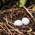 Dove nest with two unhatched eggs in it Royalty Free Stock Photo