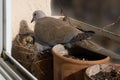 Dove is nesting in a flowerpot