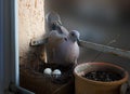 Dove is nesting in a flowerpot with two eggs Royalty Free Stock Photo