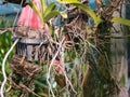 Dove Nesting in a Garden