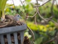 Dove Nesting in The Orchid Pot