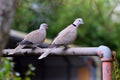 Mourning Turtle Dove Pair on Pole 04