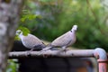 Mourning Turtle Dove Pair on Pole 05
