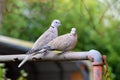 Mourning Turtle Dove Pair on Pole 06