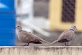 A Dove Pair Royalty Free Stock Photo