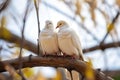 dove pair sitting on a tree branch