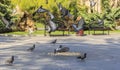 Dove in the park Philharmonic.Baku.Azerbaijan Royalty Free Stock Photo