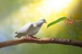A dove of peace alighting on a tree branch with a rainbow overhead.. AI generation