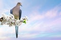 Dove perched on blossoming cherry branch Royalty Free Stock Photo