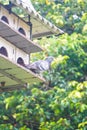 a dove perched in front of a wooden cage Royalty Free Stock Photo