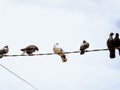 A dove perched on a power line Royalty Free Stock Photo