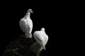 Dove and pigeon isolated on black background Royalty Free Stock Photo