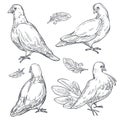 Dove or pigeon isolated sketches, bird peace symbol