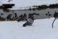 Dove, pigeon near winter rive