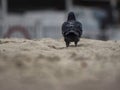 Dove or Pigeon on sand at beach. back view Royalty Free Stock Photo