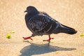 Dove, pigeon on the sea sand during scenic beach sunrise Royalty Free Stock Photo