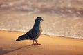 Dove, pigeon on the sea sand during scenic beach sunrise Royalty Free Stock Photo