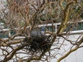 Dove or pigeon sitting on a nest