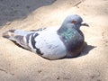 Dove pigeon sitting in sand on beach Royalty Free Stock Photo