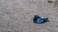 Dove pigeon sitting in sand on beach Royalty Free Stock Photo