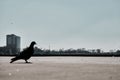 A dove and pigeon standing near the bosphorus shore. Royalty Free Stock Photo