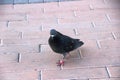 dove on a pink street tile. the bird in the urban environment Royalty Free Stock Photo