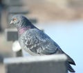 Dove on the railing