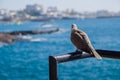 Dove on a railing against seaside town